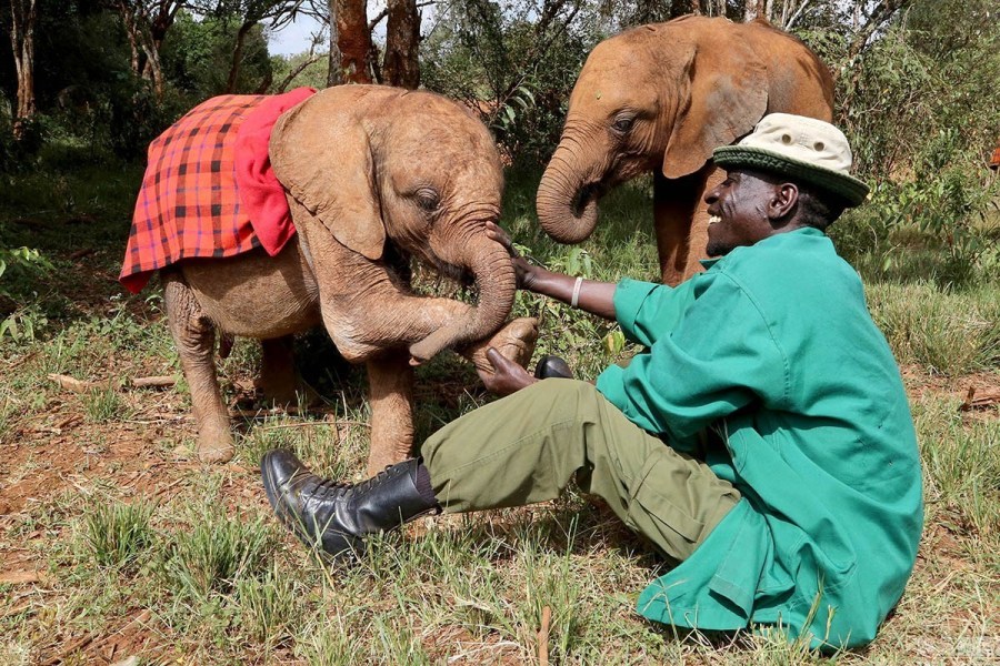 走进大象孤儿院：小象孤儿获悉心照顾