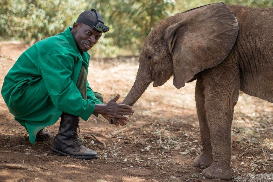 走进大象孤儿院：小象孤儿获悉心照顾