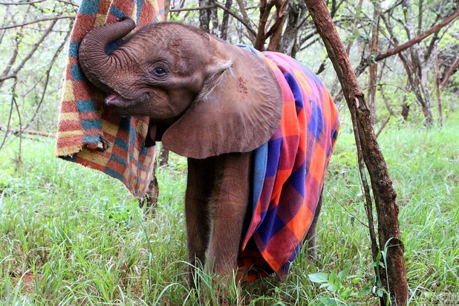 走进大象孤儿院：小象孤儿获悉心照顾