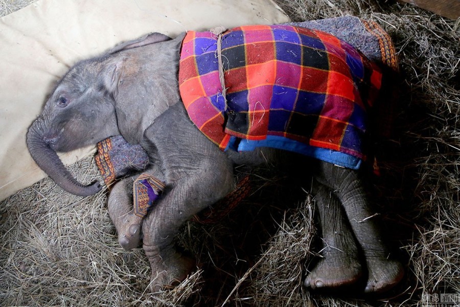 走进大象孤儿院：小象孤儿获悉心照顾