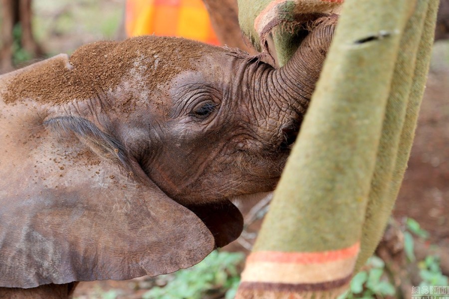 走进大象孤儿院：小象孤儿获悉心照顾