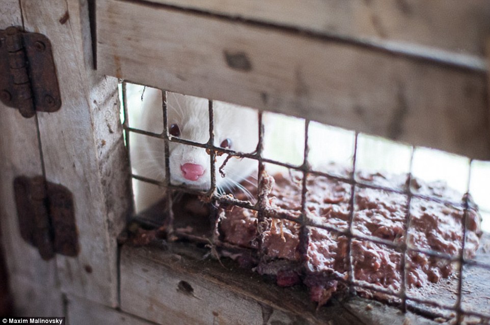 俄罗斯非法皮毛工厂 动物尸体堆积如山