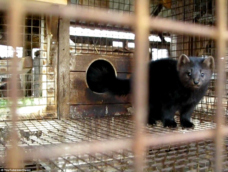 俄罗斯非法皮毛工厂 动物尸体堆积如山