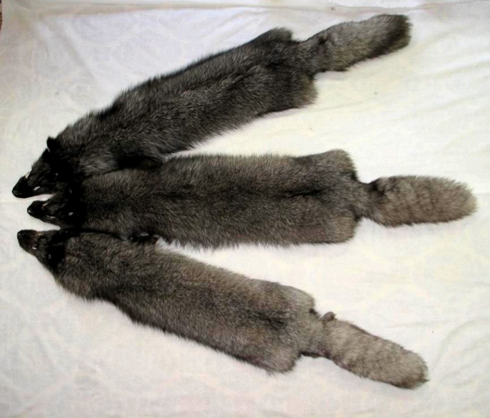 俄罗斯非法皮毛工厂 动物尸体堆积如山