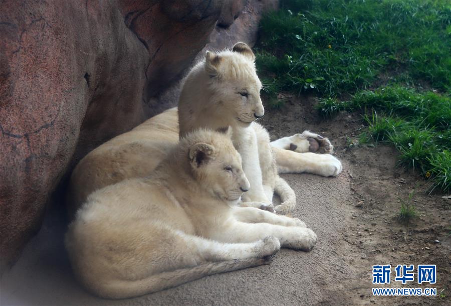 （国际）（3）它们的第一个&ldquo;母亲节&rdquo;