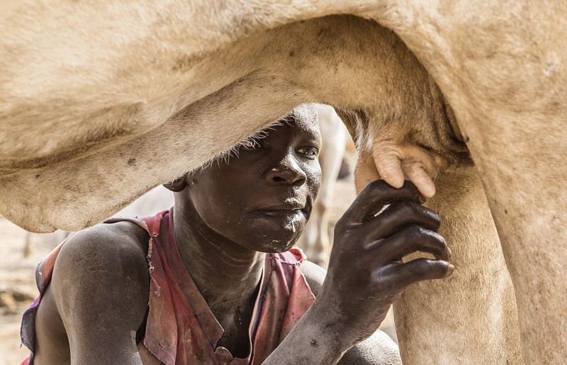 实拍以牛为生的地方:用牛尿洗澡 身上涂牛粪(组