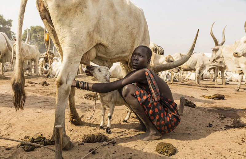 实拍以牛为生的地方：用牛尿洗澡 身上涂牛粪