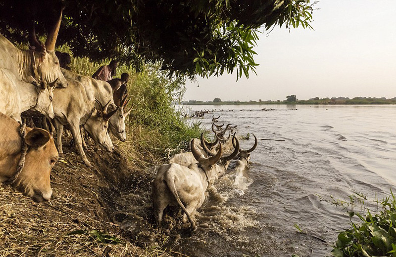 实拍以牛为生的地方：用牛尿洗澡 身上涂牛粪