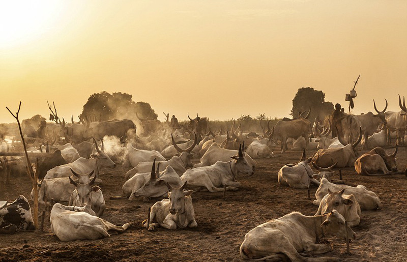 实拍以牛为生的地方：用牛尿洗澡 身上涂牛粪