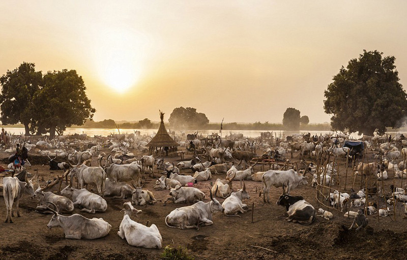实拍以牛为生的地方：用牛尿洗澡 身上涂牛粪
