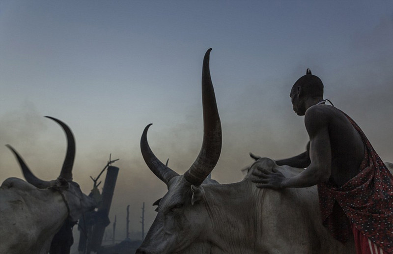 实拍以牛为生的地方：用牛尿洗澡 身上涂牛粪