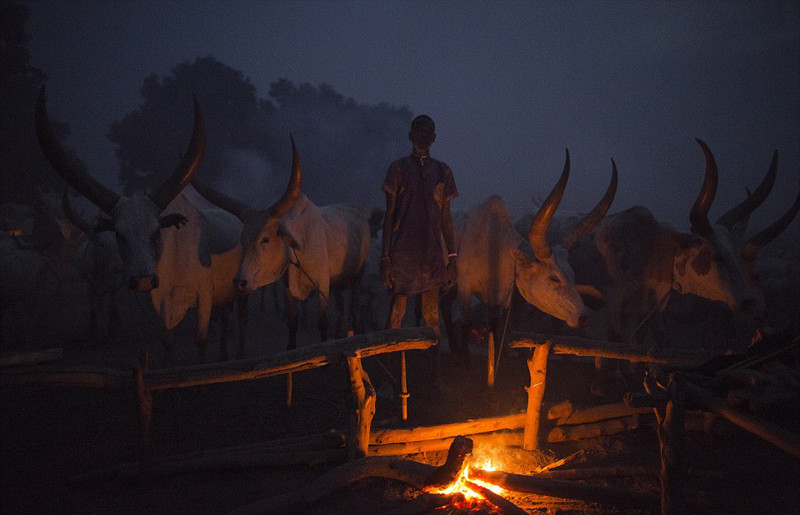 实拍以牛为生的地方：用牛尿洗澡 身上涂牛粪