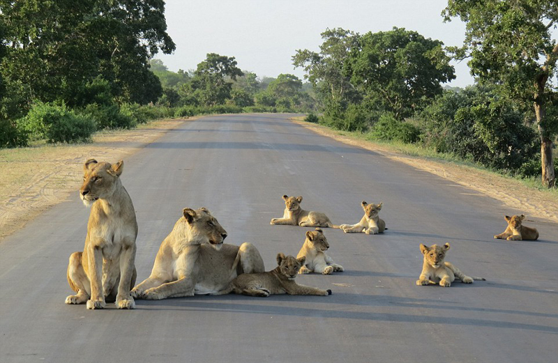 南非狮子家庭设置&ldquo;路障&rdquo;萌化网友