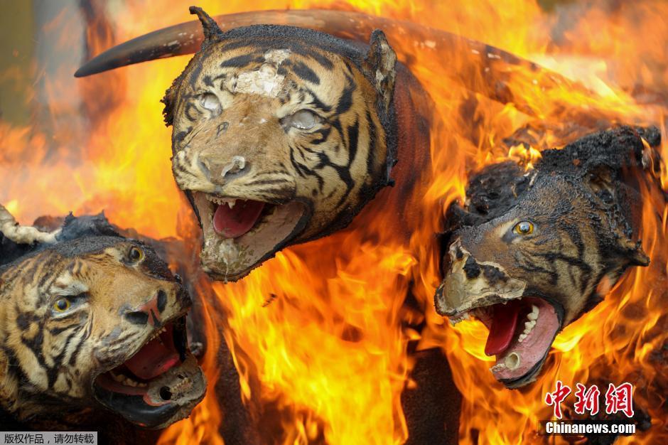 印尼公开销毁珍稀动物制品