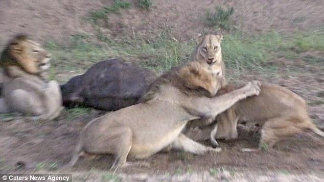 狮群因&ldquo;谁先吃&rdquo;引发内讧 猎物趁机逃走