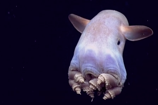 墨西哥湾神奇物种&ldquo;小飞象章鱼&rdquo;走红网络