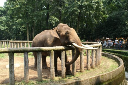69岁!日本最高龄大象花子离世引粉丝哀悼