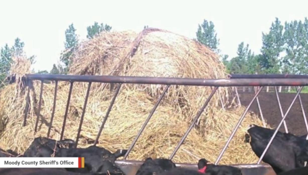 闪电击中饲料桶 21头牛被活活电死