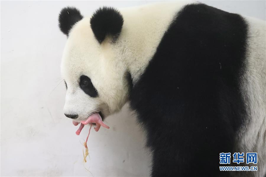（国际）（2）旅比利时中国大熊猫&ldquo;好好&rdquo;产仔