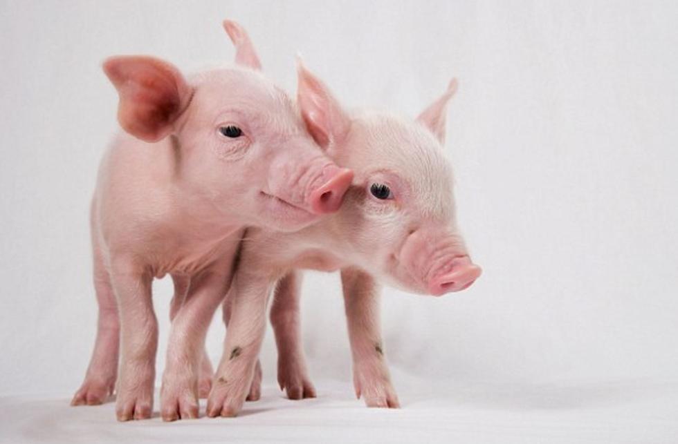 科学家成功培育半人半猪胚胎 28天发育成熟