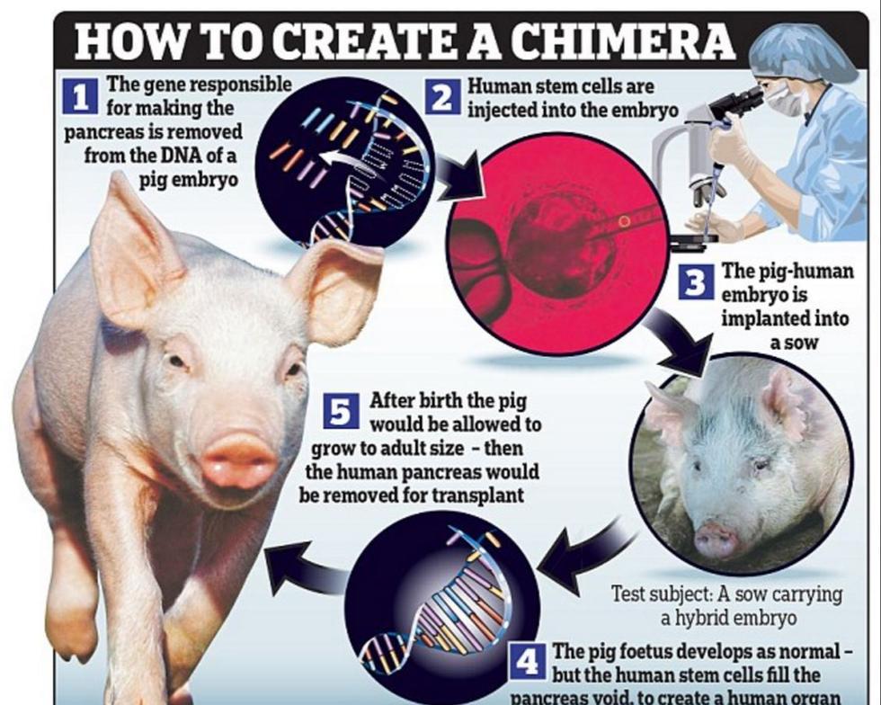 科学家成功培育半人半猪胚胎 28天发育成熟
