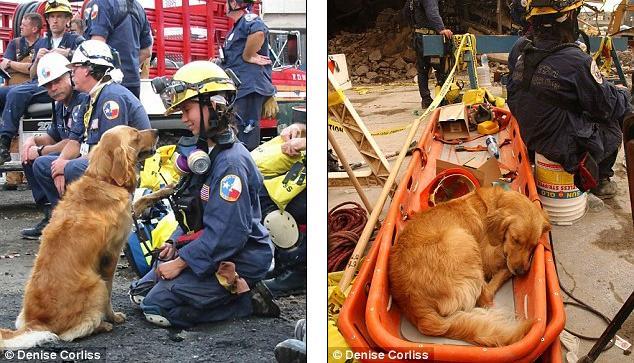 最后一只911搜救犬被安乐死 警员列队敬礼