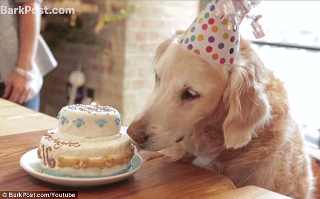 最后一只911搜救犬被安乐死 警员列队敬礼