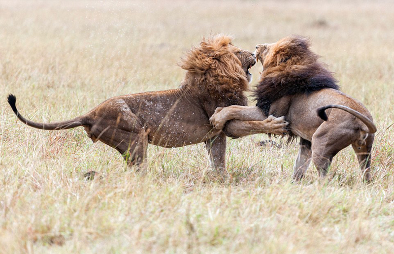 肯尼亚两雄狮为王位和交配权大打出手 场面激