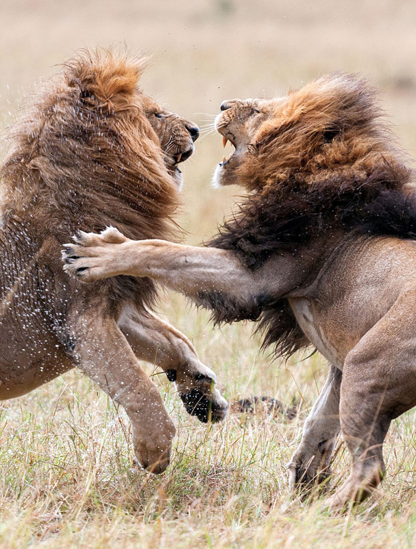 肯尼亚两雄狮为王位和交配权大打出手 场面激