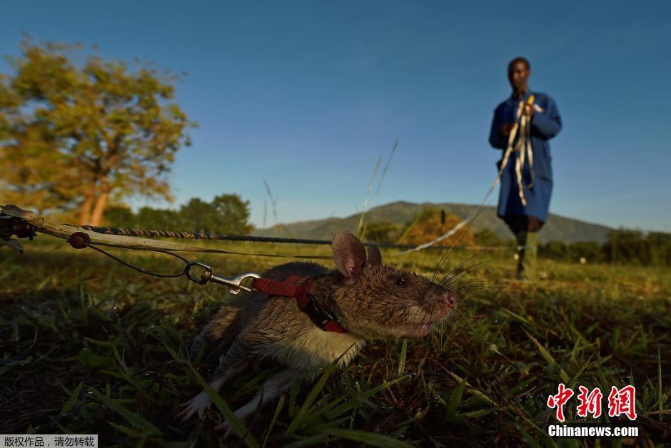坦桑尼亚训练巨鼠探测地雷