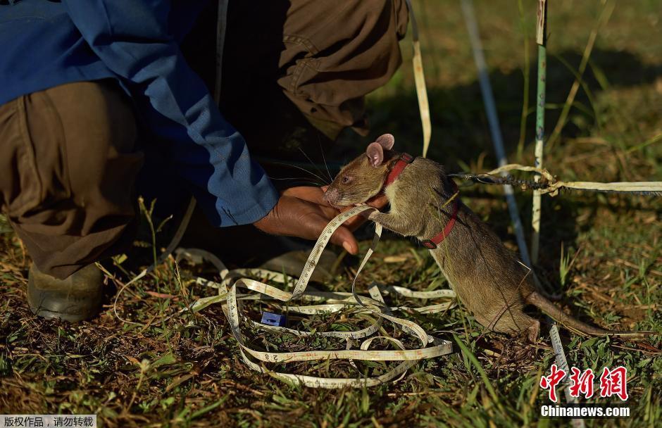坦桑尼亚训练巨鼠探测地雷