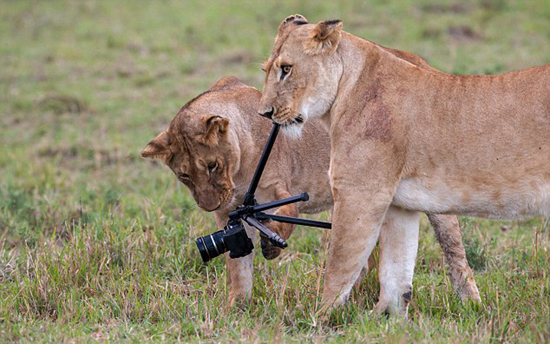 母狮吃相机镜头
