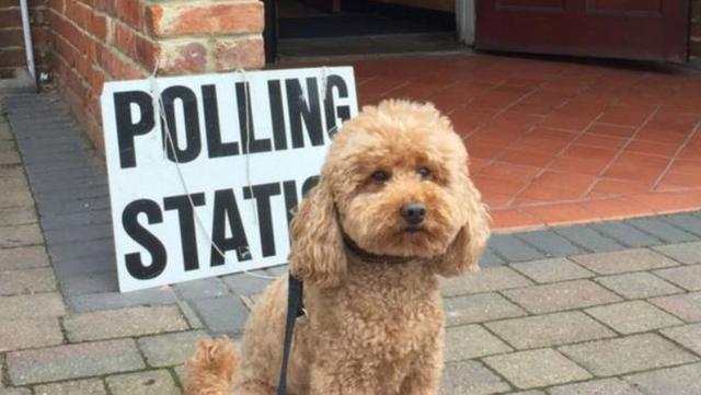 英国脱欧公投 汪星人喵星人来凑热闹