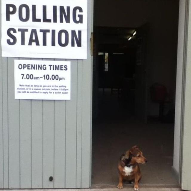 英国脱欧公投 汪星人喵星人来凑热闹