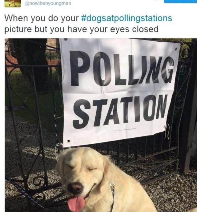 英国脱欧公投 汪星人喵星人来凑热闹