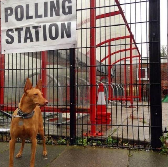 英国脱欧公投 汪星人喵星人来凑热闹