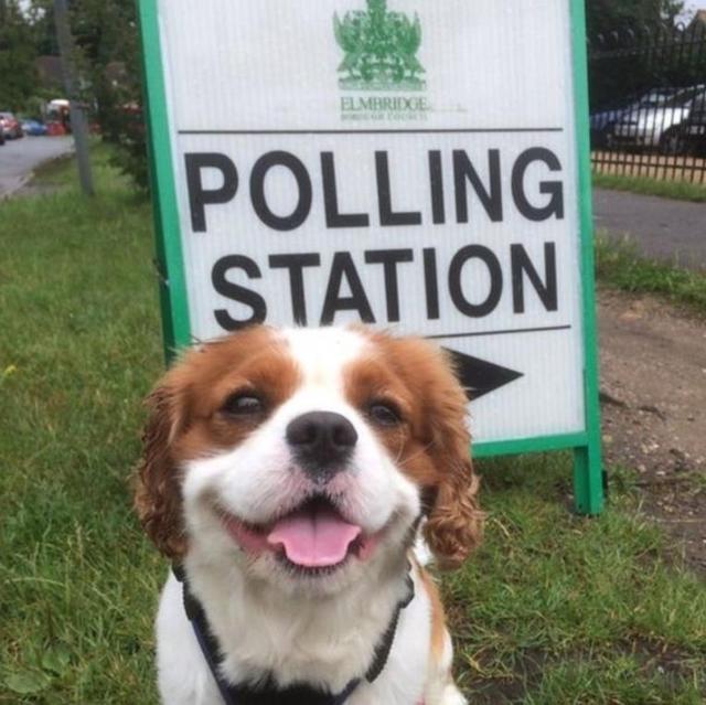 英国脱欧公投 汪星人喵星人来凑热闹