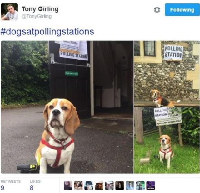 英国脱欧公投 汪星人喵星人来凑热闹