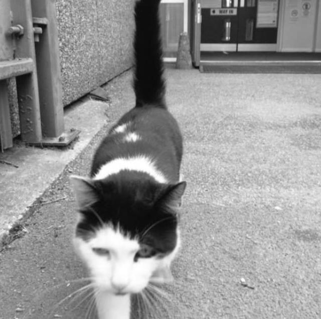 英国脱欧公投 汪星人喵星人来凑热闹