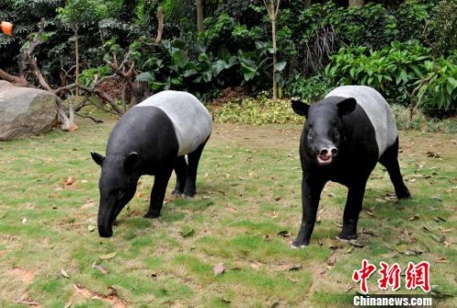 新加坡现马来貘在沿海公路奔跑体型似成年山猪