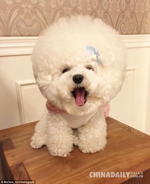 新晋网红！世界上最可爱的&ldquo;毛球&rdquo;