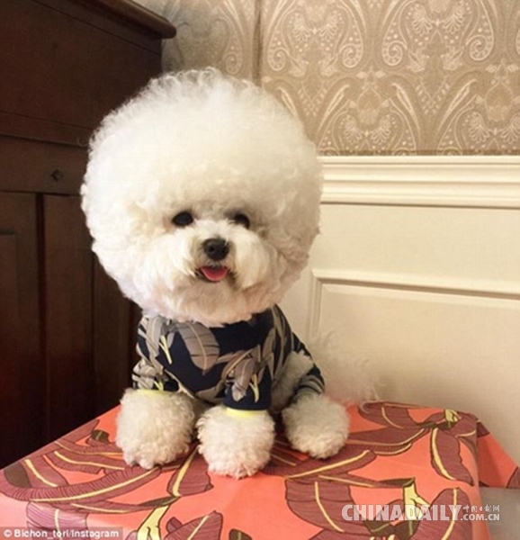 新晋网红！世界上最可爱的&ldquo;毛球&rdquo;