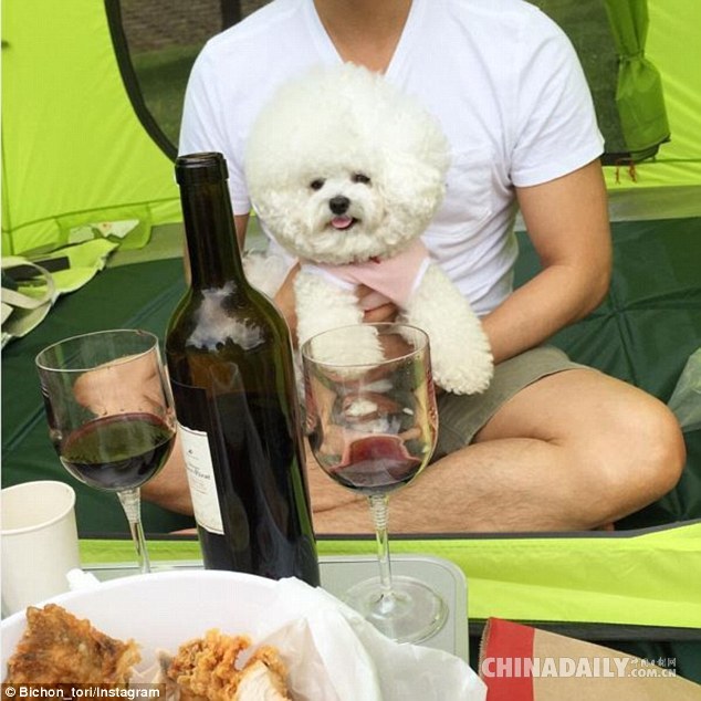 新晋网红！世界上最可爱的&ldquo;毛球&rdquo;