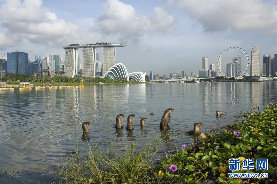 （国际）（1）新加坡独特江獭家族&ldquo;碧山十&rdquo;
