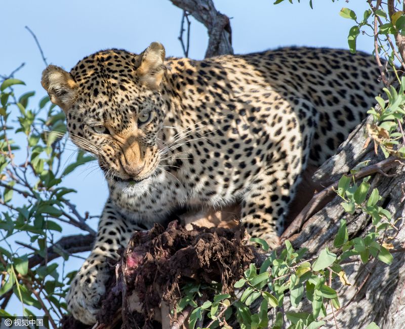 豹是如何捕猎的 129120914_14677709519471n.jpg