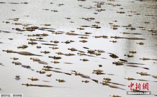 干旱发生前的皮科马约河。