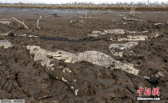 巴拉圭与阿根廷边境近日来遭遇严重干旱,原本生活在河水中的鱼类已经被晒干。