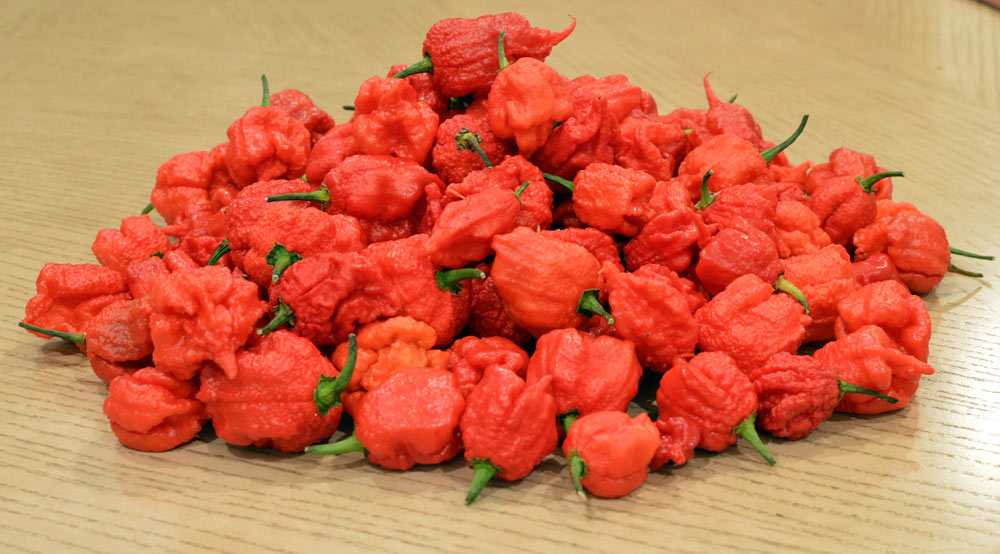 澳大利亚吃辣椒大赛两名冠军各吃下4个&ldquo;死神辣&rdquo;