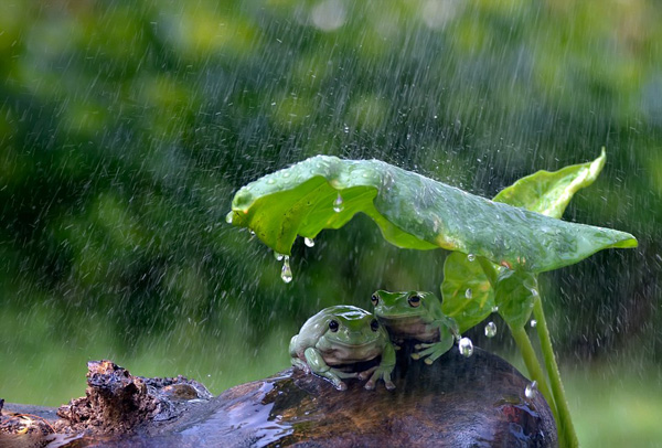 印尼两青蛙拿树叶当雨伞避雨（组图）