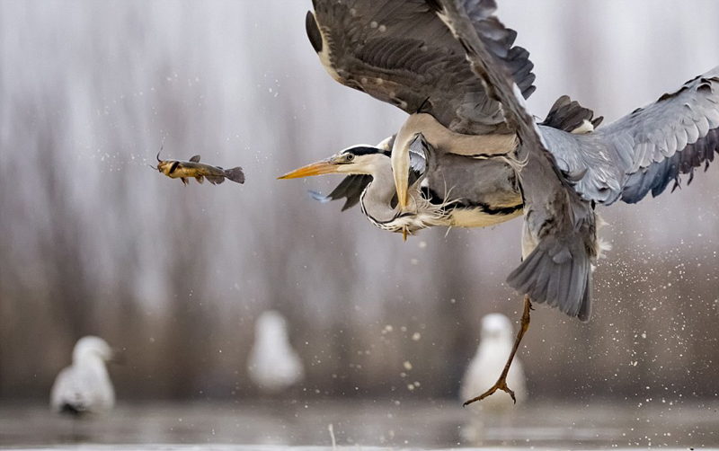 摄影师抓拍两只苍鹭空中抢食罕见瞬间